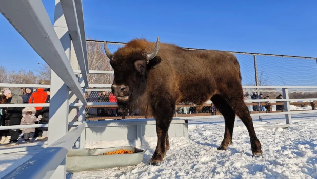 Зубр Мурашик