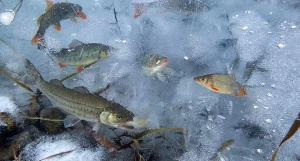 Изобретение АГАУ. Спасение рыб