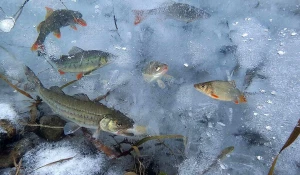 Изобретение АГАУ. Спасение рыб