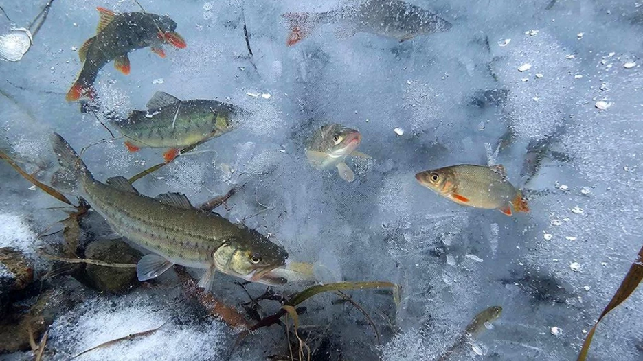 Изобретение АГАУ. Спасение рыб