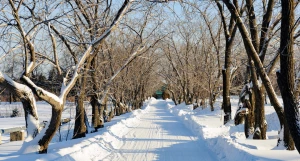 Снег. Зима в Барнауле. Сугробы. Мороз. Дендрарий