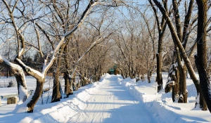 Снег. Зима в Барнауле. Сугробы. Мороз. Дендрарий