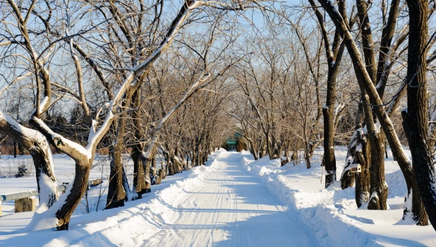 Снег. Зима в Барнауле. Сугробы. Мороз. Дендрарий