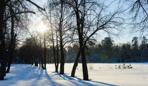 Снег. Зима в Барнауле. Сугробы. Мороз. Дендрарий