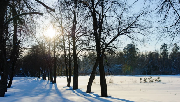 Снег. Зима в Барнауле. Сугробы. Мороз. Дендрарий