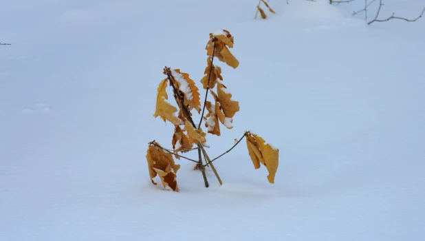 Снег. Зима в Барнауле. Сугробы. Мороз. Дендрарий