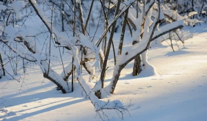 Снег. Зима в Барнауле. Сугробы. Мороз. Дендрарий