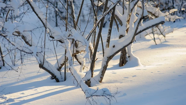 Снег. Зима в Барнауле. Сугробы. Мороз. Дендрарий