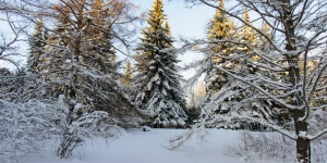 Снег. Зима в Барнауле. Сугробы. Мороз. Дендрарий