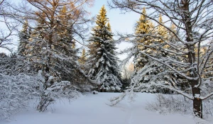 Снег. Зима в Барнауле. Сугробы. Мороз. Дендрарий