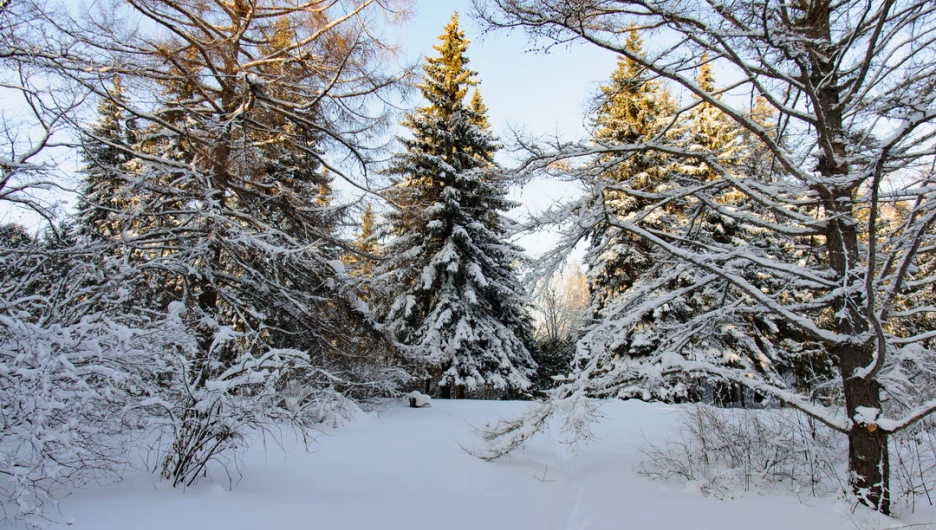 Снег. Зима в Барнауле. Сугробы. Мороз. Дендрарий