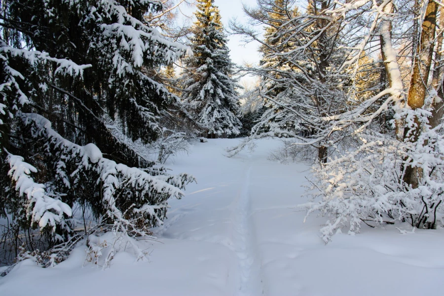 Снег. Зима в Барнауле. Сугробы. Мороз. Дендрарий
