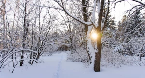 Снег. Зима в Барнауле. Сугробы. Мороз. Дендрарий