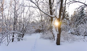 Снег. Зима в Барнауле. Сугробы. Мороз. Дендрарий