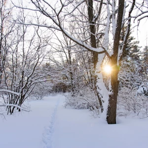 Снег. Зима в Барнауле. Сугробы. Мороз. Дендрарий