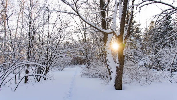 Снег. Зима в Барнауле. Сугробы. Мороз. Дендрарий