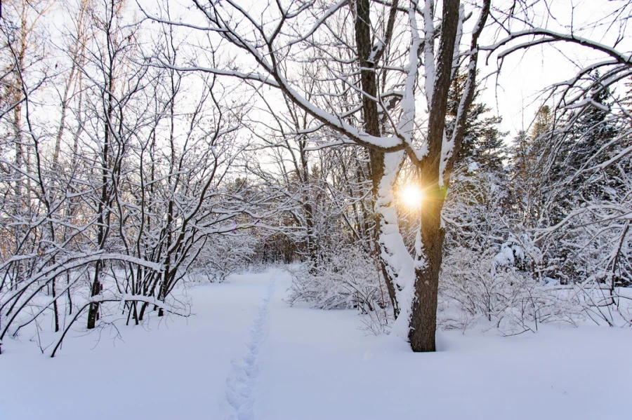 Снег. Зима в Барнауле. Сугробы. Мороз. Дендрарий