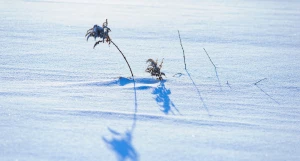 Снег. Зима в Барнауле. Сугробы. Мороз. Дендрарий