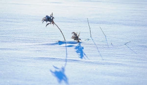 Снег. Зима в Барнауле. Сугробы. Мороз. Дендрарий