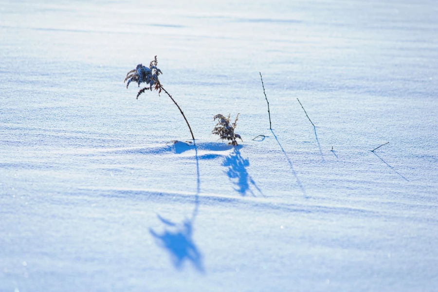 Снег. Зима в Барнауле. Сугробы. Мороз. Дендрарий