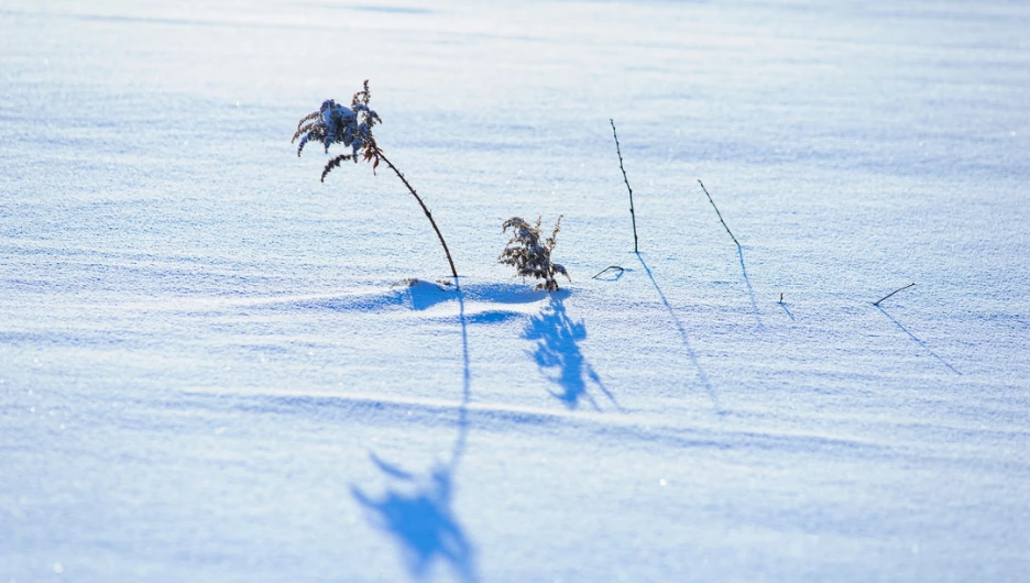 Снег. Зима в Барнауле. Сугробы. Мороз. Дендрарий