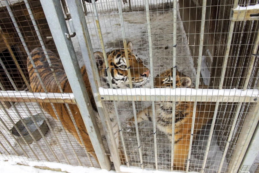 Животные в зоопарке «Лесная сказка» в январе 2026 года. 