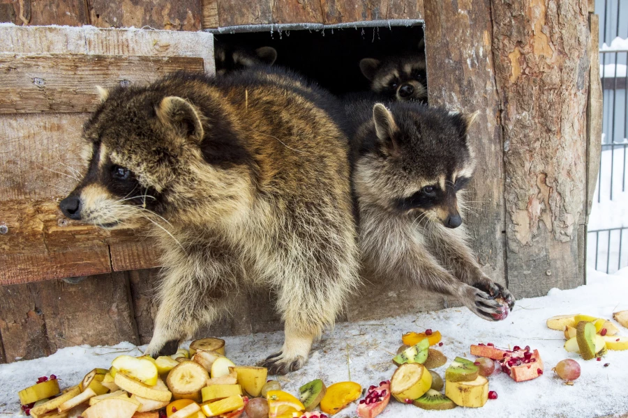 Животные в зоопарке «Лесная сказка» в январе 2026 года. 