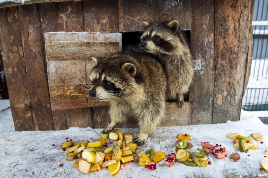Животные в зоопарке «Лесная сказка» в январе 2026 года. 