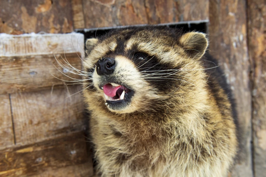 Животные в зоопарке «Лесная сказка» в январе 2026 года. 