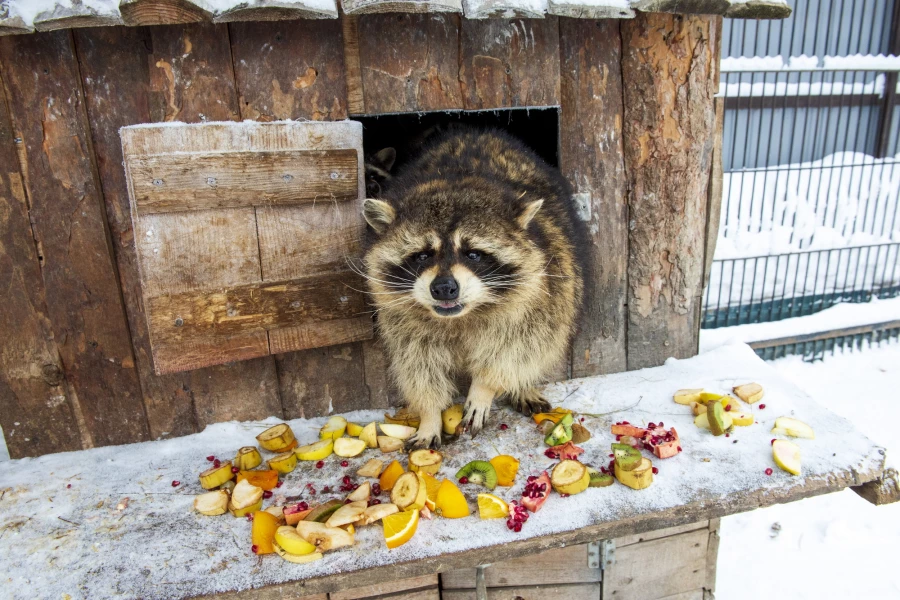 Животные в зоопарке «Лесная сказка» в январе 2026 года. 