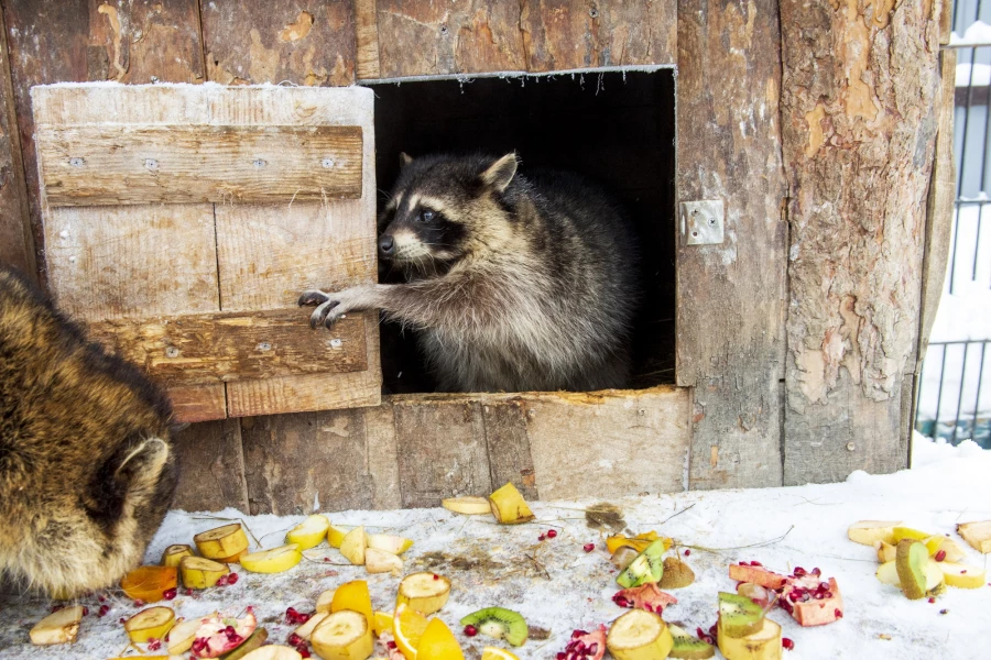 Животные в зоопарке «Лесная сказка» в январе 2026 года. 