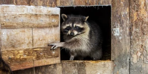 Животные в зоопарке «Лесная сказка» в январе 2026 года. 