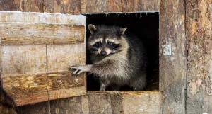 Животные в зоопарке «Лесная сказка» в январе 2026 года. 