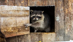 Животные в зоопарке «Лесная сказка» в январе 2026 года. 