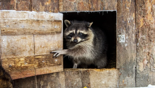 Животные в зоопарке «Лесная сказка» в январе 2026 года. 