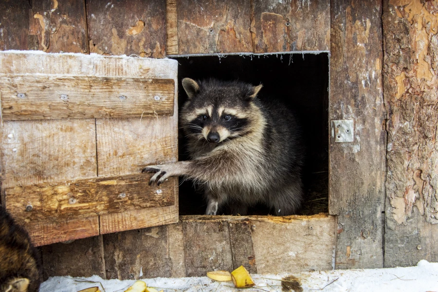 Животные в зоопарке «Лесная сказка» в январе 2026 года. 