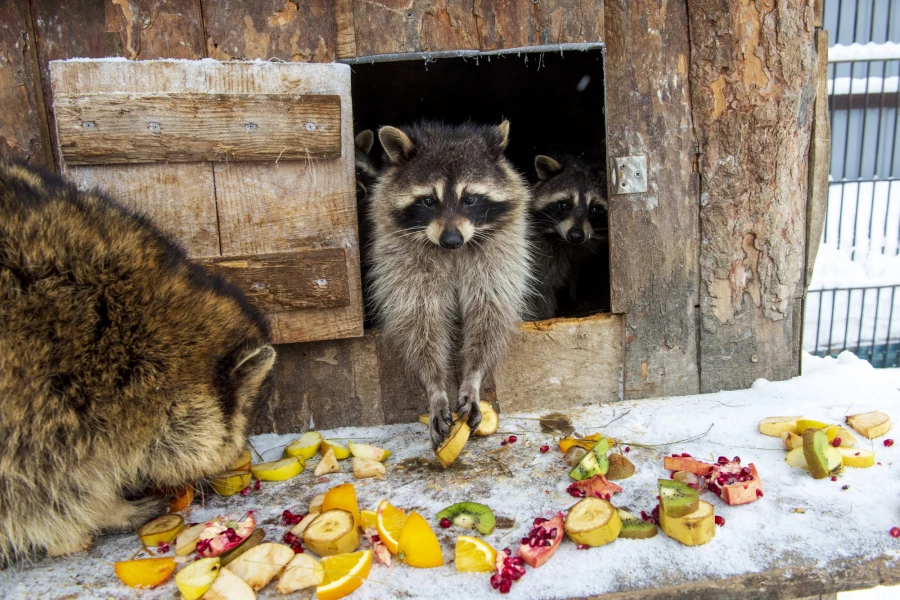 Животные в зоопарке «Лесная сказка» в январе 2026 года. 