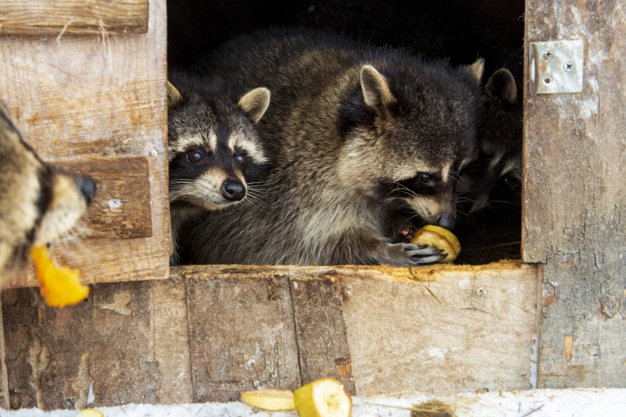 Животные в зоопарке «Лесная сказка» в январе 2026 года. 