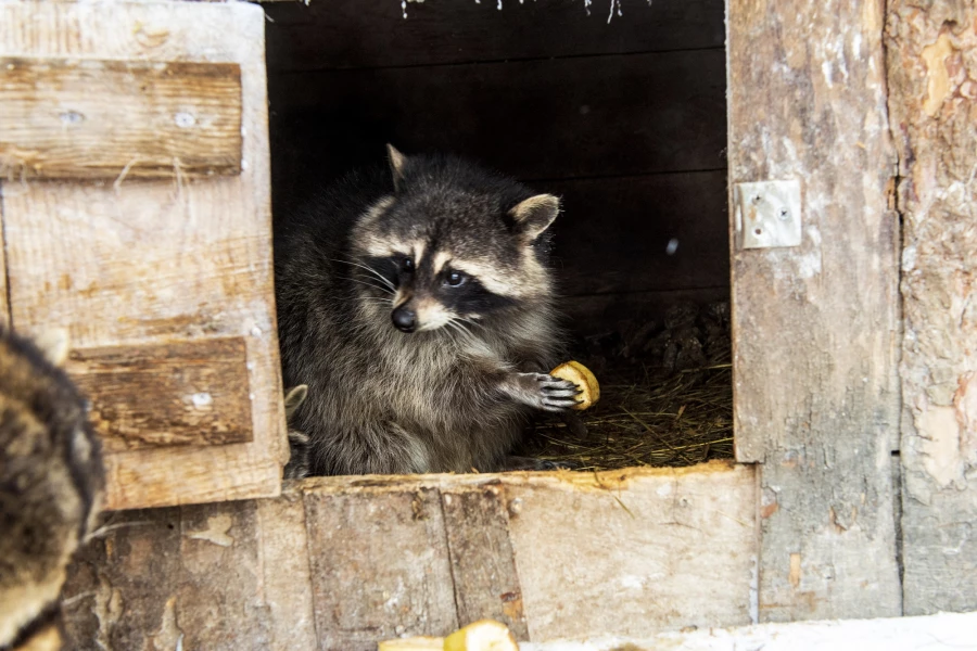 Животные в зоопарке «Лесная сказка» в январе 2026 года. 