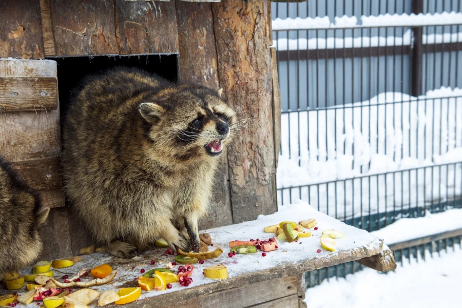 Животные в зоопарке «Лесная сказка» в январе 2026 года. 