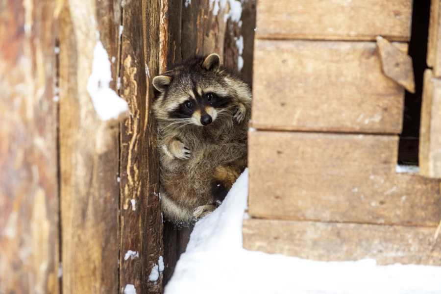 Животные в зоопарке «Лесная сказка» в январе 2026 года. 