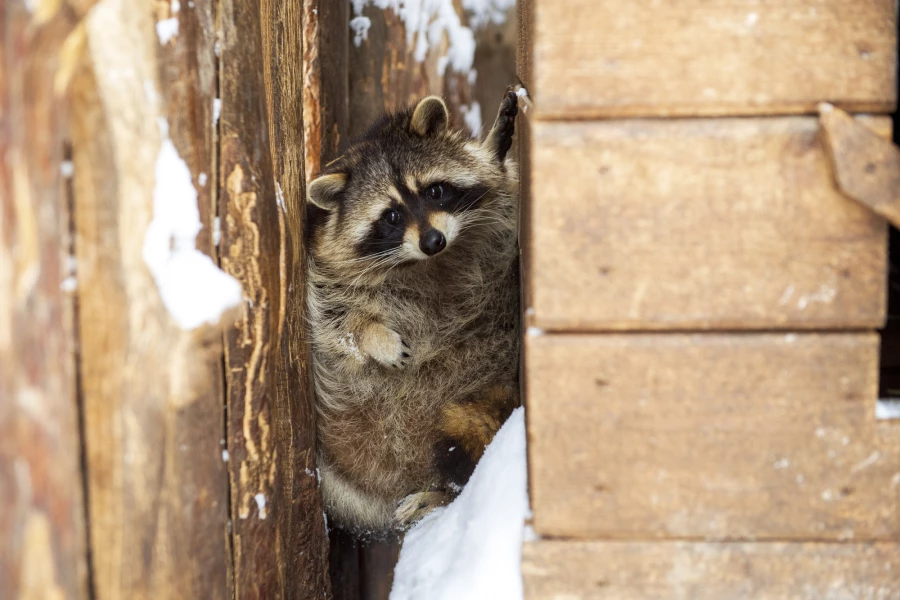 Животные в зоопарке «Лесная сказка» в январе 2026 года. 