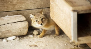 Животные в зоопарке «Лесная сказка» в январе 2026 года. 