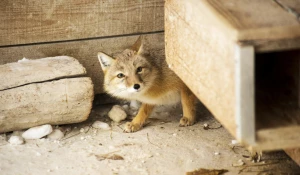 Животные в зоопарке «Лесная сказка» в январе 2026 года. 