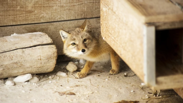 Животные в зоопарке «Лесная сказка» в январе 2026 года. 