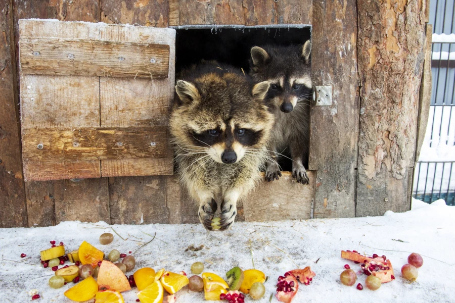 Животные в зоопарке «Лесная сказка» в январе 2026 года. 