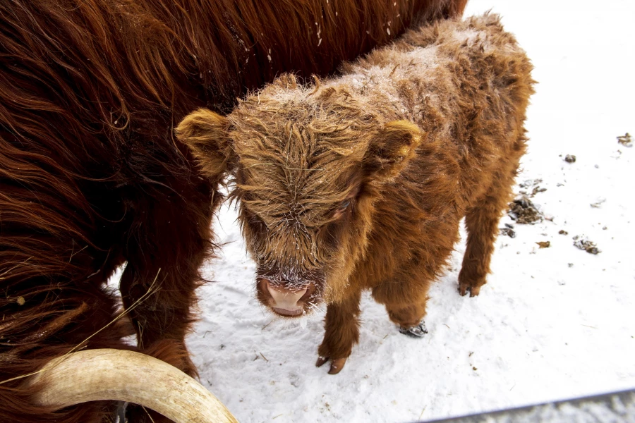 Животные в зоопарке «Лесная сказка» в январе 2026 года. 