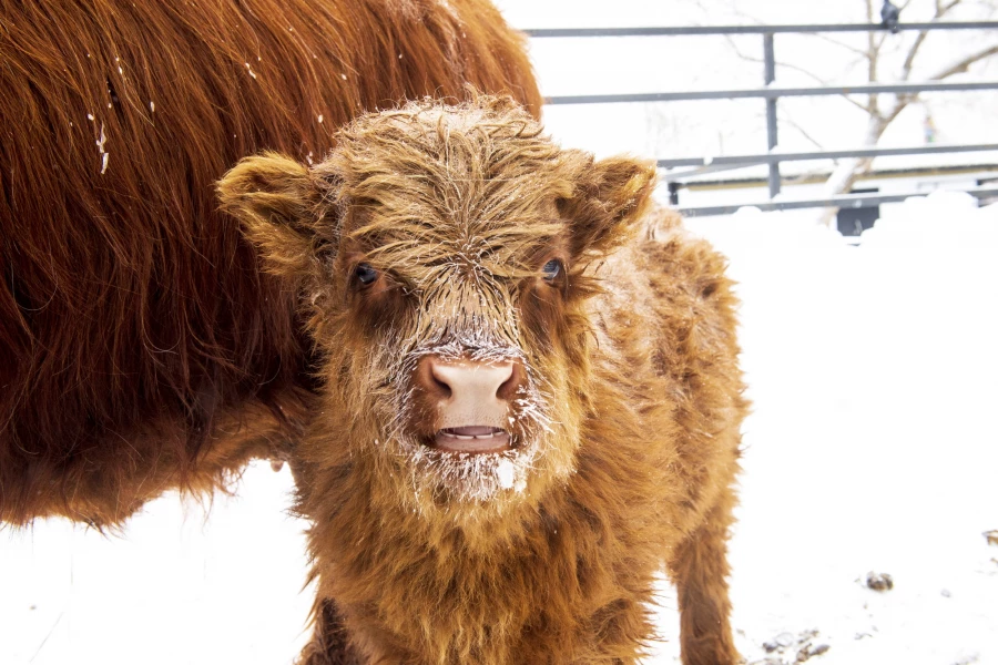 Животные в зоопарке «Лесная сказка» в январе 2026 года. 