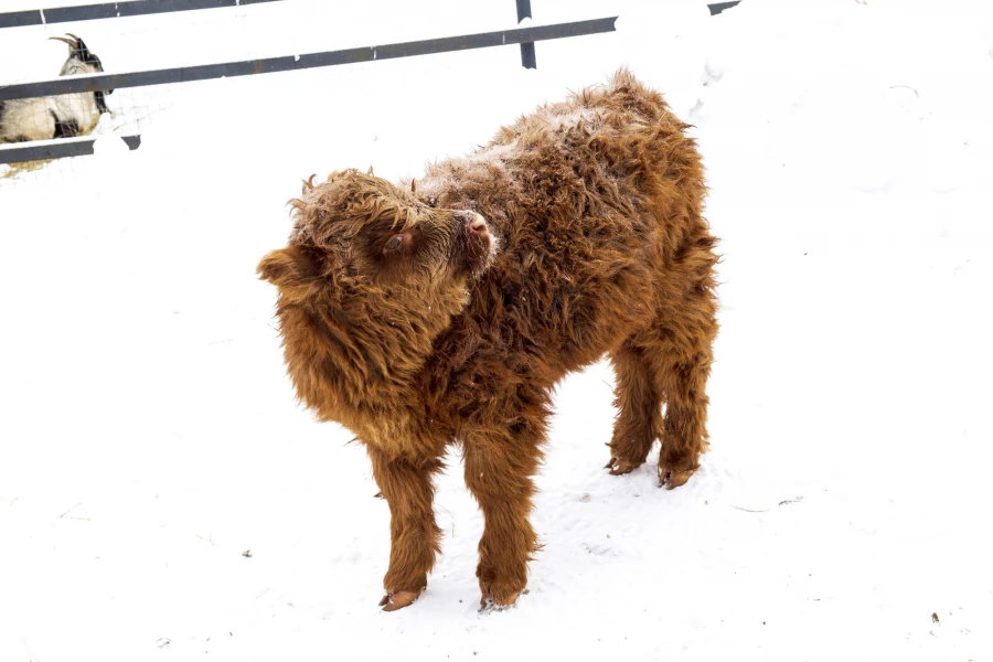 Животные в зоопарке «Лесная сказка» в январе 2026 года. 