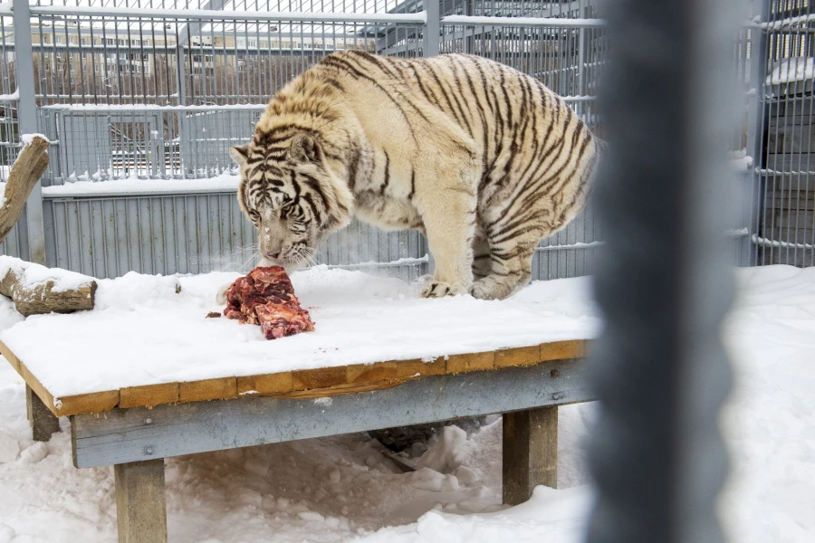 Животные в зоопарке «Лесная сказка» в январе 2026 года. 